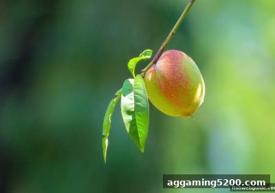 玩转捕鱼达人网页版：FunkyGames娱乐平台账户注册与审核全攻略