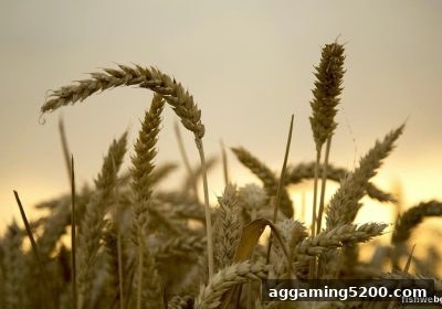 捕鱼达人网页版玩家必看：MG真人不计胜负返现活动细则与参与全攻略
