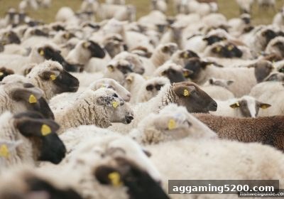 捕鱼达人网页版：波胆玩法深度拆解与银行卡提现全流程指南